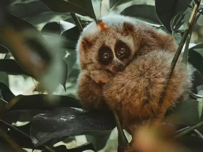 Сладки животни, които всъщност са много опасни