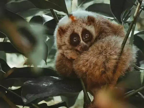 Сладки животни, които всъщност са много опасни