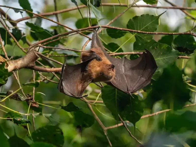 Прилепите - уязвими, застрашени и много полезни създания