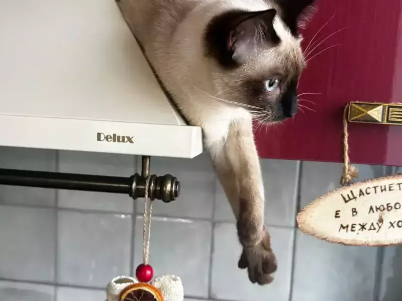 Котката ми пречи на съня, какво да правя?