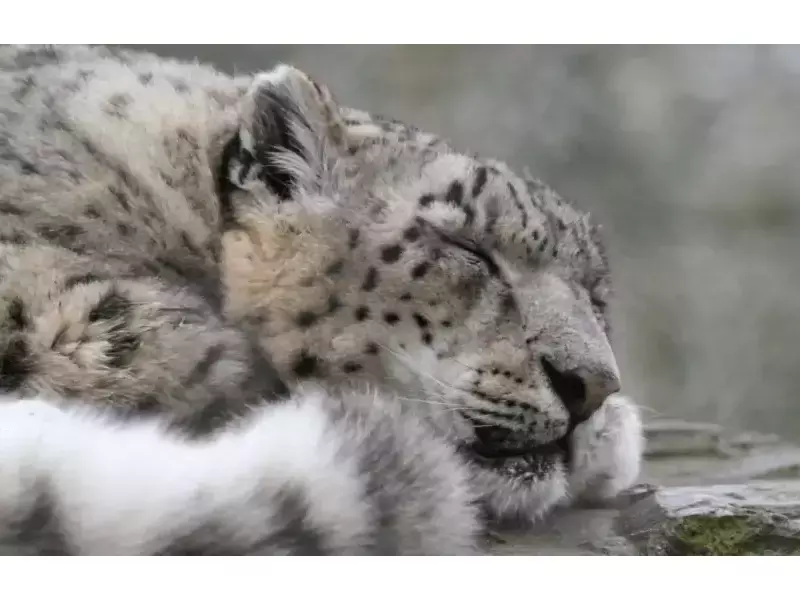 Снежен леопард