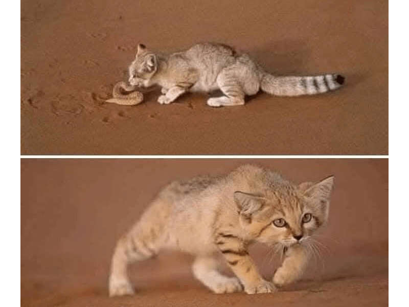 Пясъчна котка