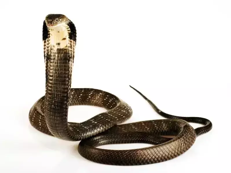 Кралска кобра