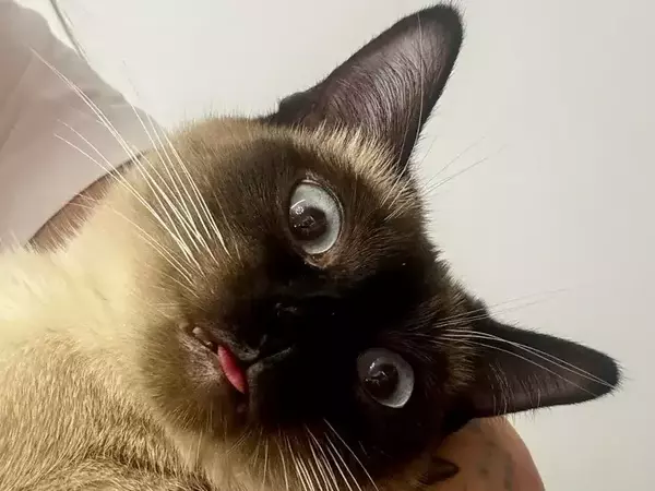 На какви команди можете да научите котка?