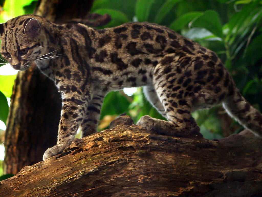 Играта на имитация: Маргай