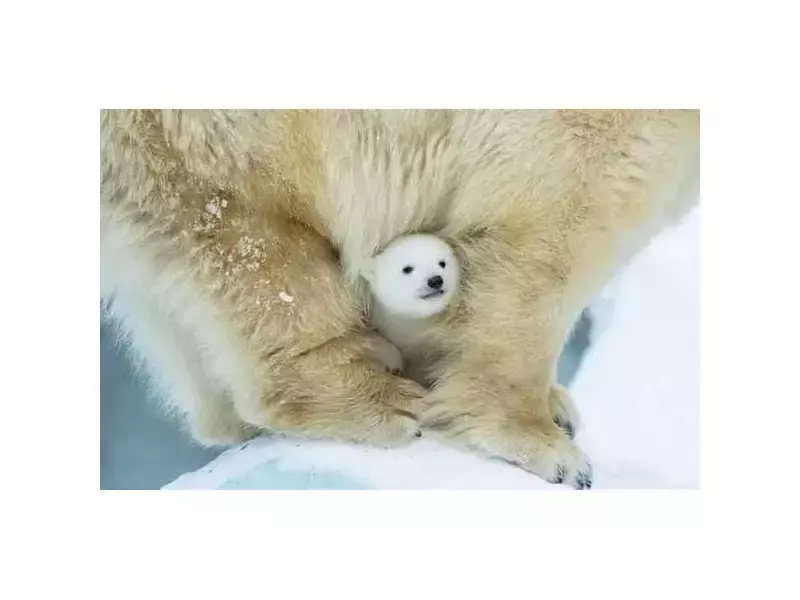 Защо огромната полярна мечка ражда миниатюрни мечета