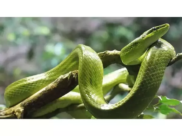 16 юли е Международен ден на змиите