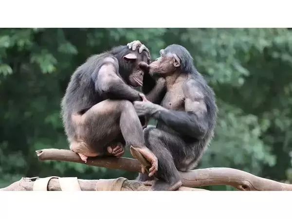 5 животни, които правят секс за повече от просто размножаване