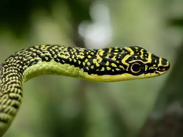 Просто летяща змия