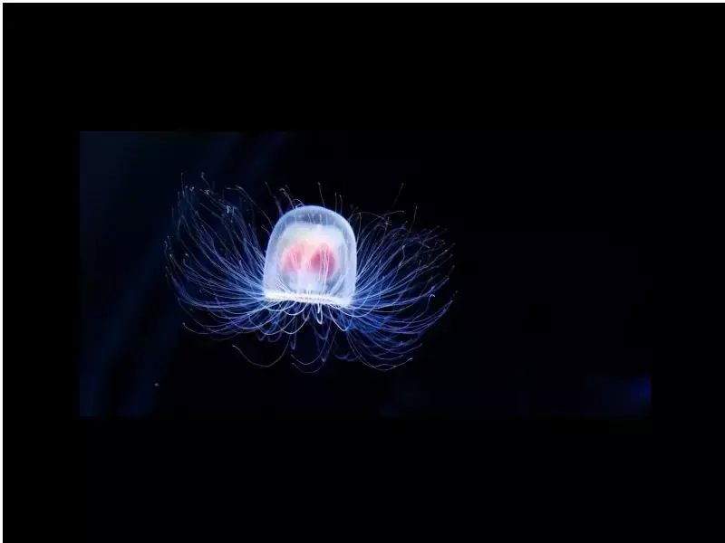 Безсмъртна медуза
