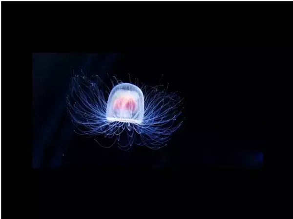 Безсмъртна медуза