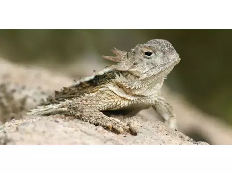 Гущер, който изстрелва отровна кръв от очите си