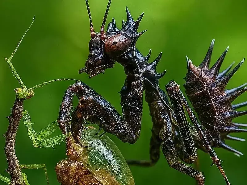 Цветна богомолка