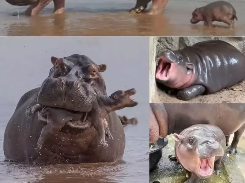 Бебе хипопотам и майка – Връзка, изградена от реката