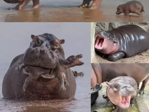  Бебе хипопотам и майка – Връзка, изградена от реката