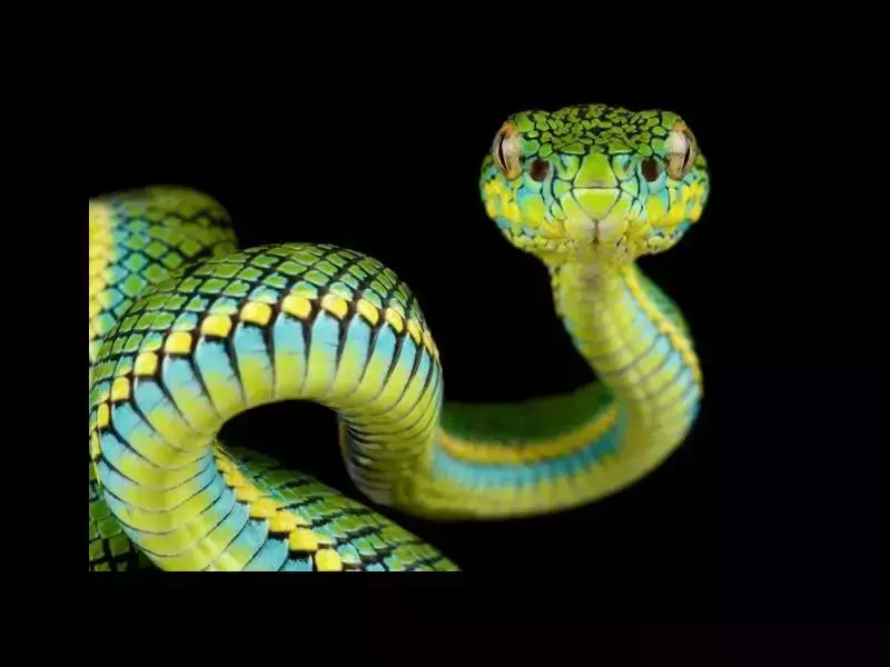 Какво да правим, ако куче е ухапано от змия?