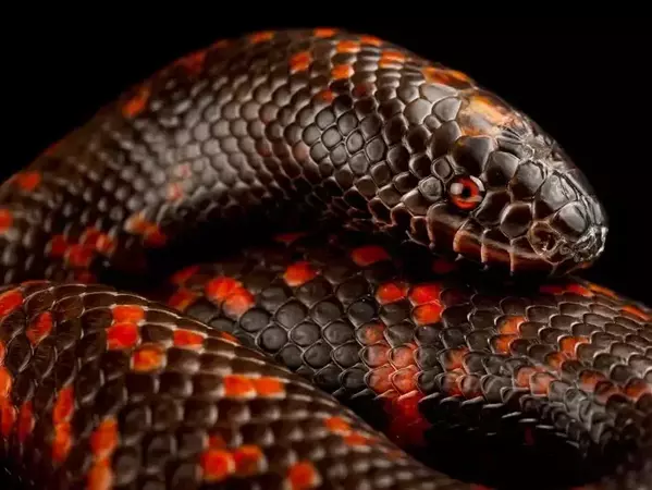 Африканският ровещ питон или Калабарски питон