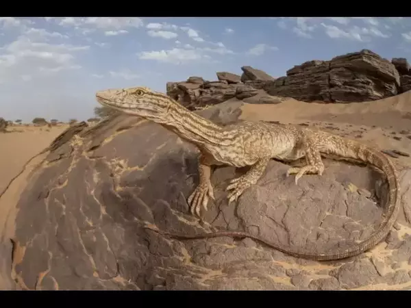 Пустинен варан - Varanus griseus
