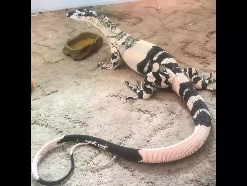 Дантелен варан