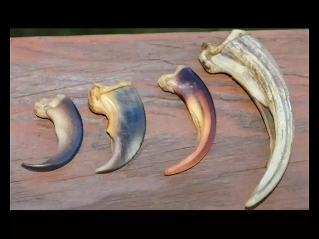 Най-впечатляващите оръжия - нокти при мечките 🐻🐼