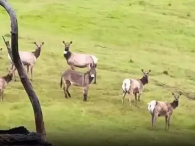 Изчезнало магаре на име Дизел се е асоциирало в стадо с лосове