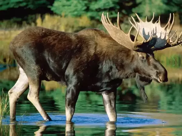 Лос - Местообитание, размер, тегло, диета, рога и факти