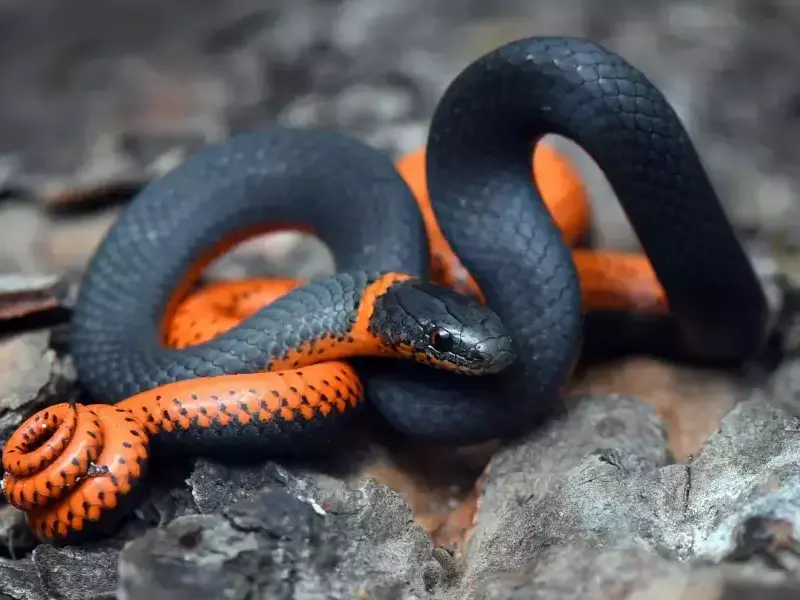 Тихоокеанска пръстеноврата змия