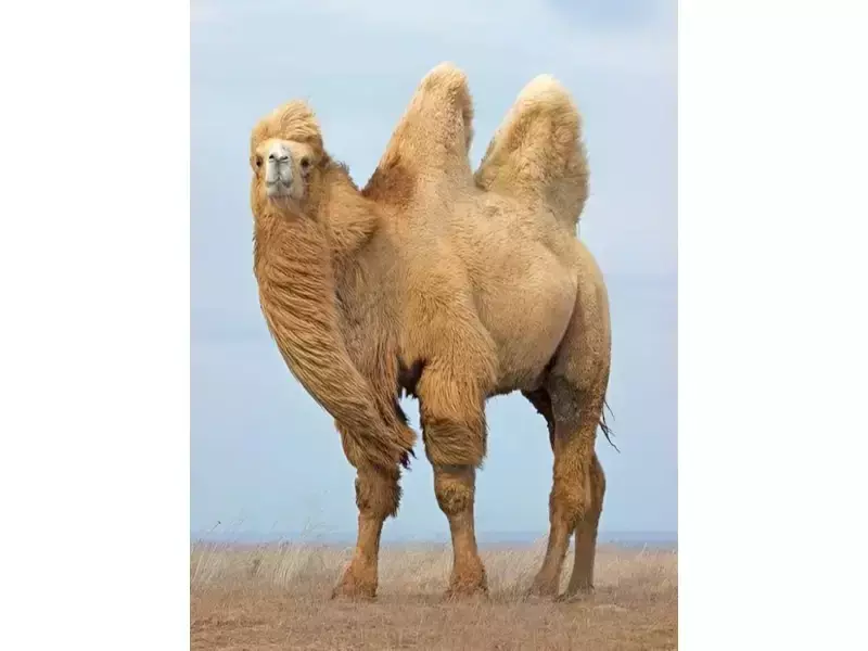  Запознайте се с могъщата бактрийска камила