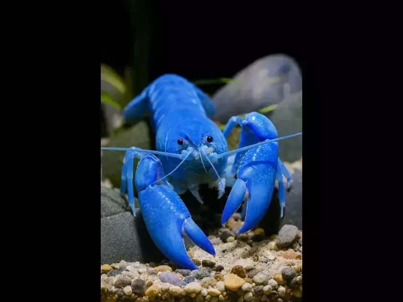 Електрическия син рак - сапфирен страж