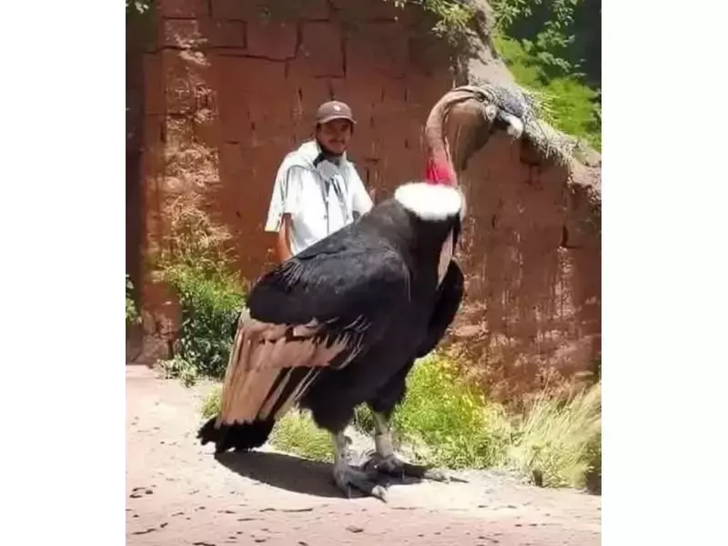 Южноамерикански орел Кондор