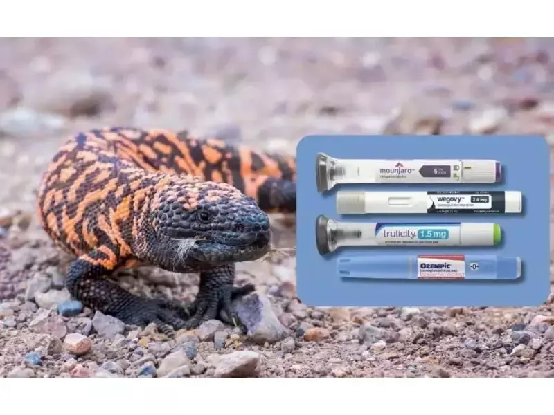 Чудовището Гила (Heloderma suspectum) e уникален гущер, известен с преяждането си