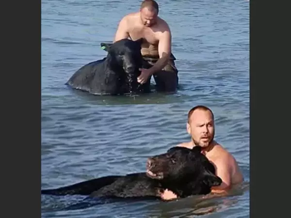 Руснак спаси давещата черна мечка паднала в езерото Тахо в Невада