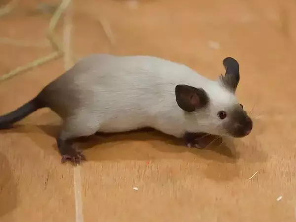 Сиамски плъх