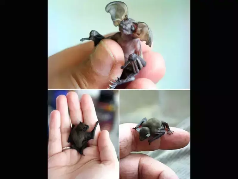 Това е малък гоблински прилеп - Най-сладкият малък прилеп!