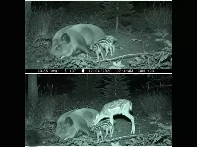 Изследовател заснема "кадъра на живота си" с камера за наблюдение на дивата природа.