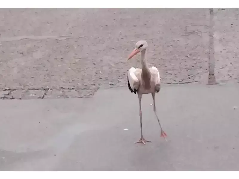 Екип на РИОСВ - Монтана организира акция по спасяване на бедстващ щъркел