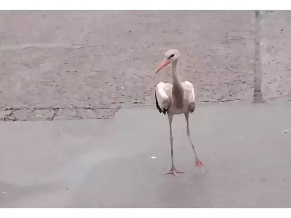 Екип на РИОСВ - Монтана организира акция по спасяване на бедстващ щъркел