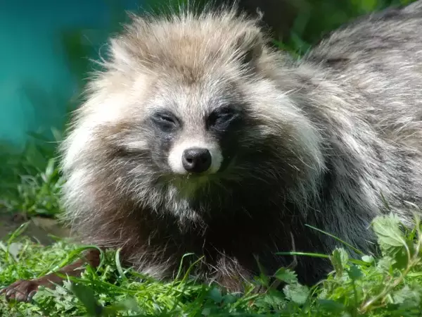 Eнотовидно куче