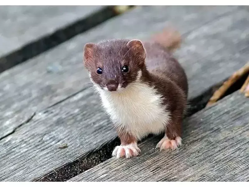 Златка (Mustela mustela)