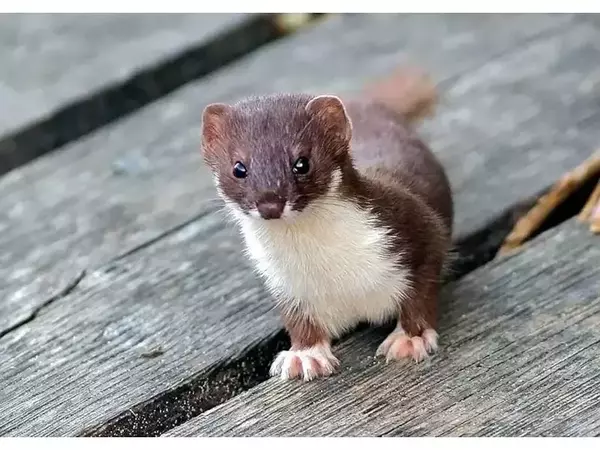 Златка (Mustela mustela)