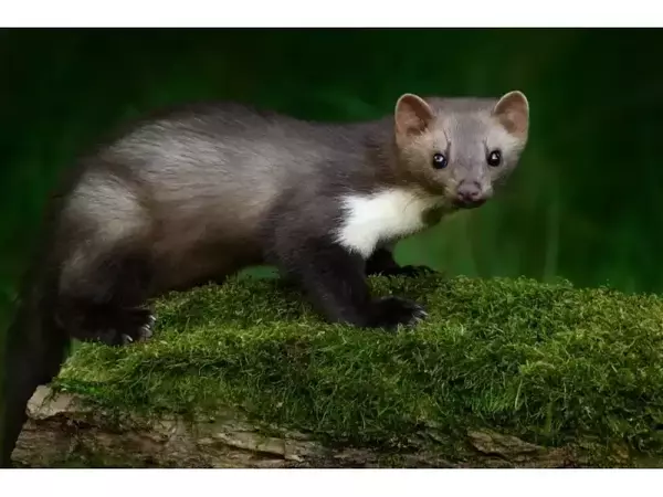 Бялка (Martes foina)