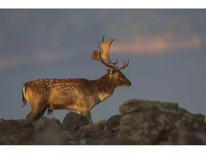 Eлен - лопатар