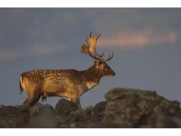 Eлен - лопатар