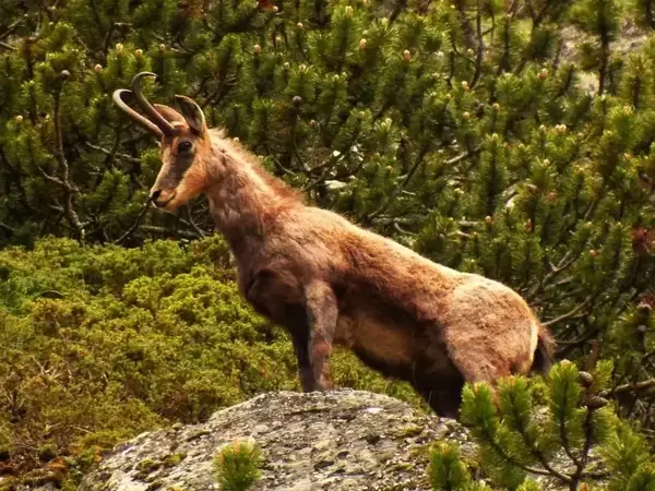 Дива коза (Rupicapra rupicapra)