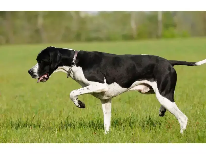 Птичари - това са ловните кучета, работещи със стойка