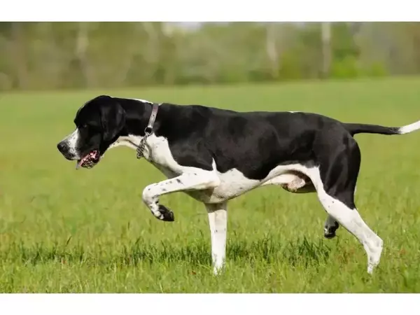 Птичари - това са ловните кучета, работещи със стойка