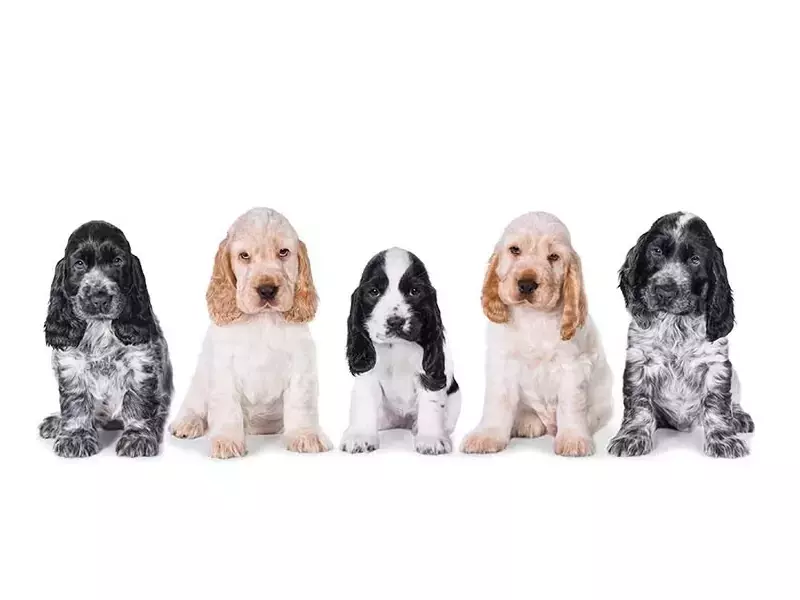 Шпаньоли - много добри претърсвачи и апортьори