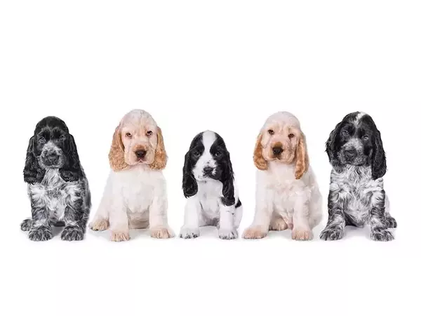 Шпаньоли - много добри претърсвачи и апортьори