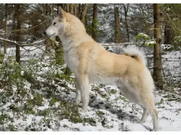 Шпицове и примитиви