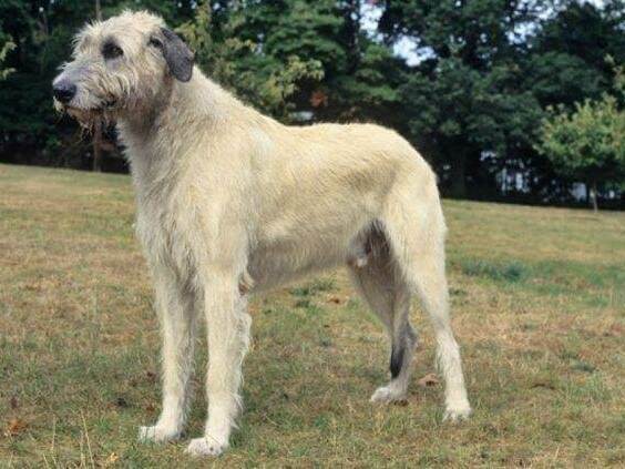 Ирландски вълкодав